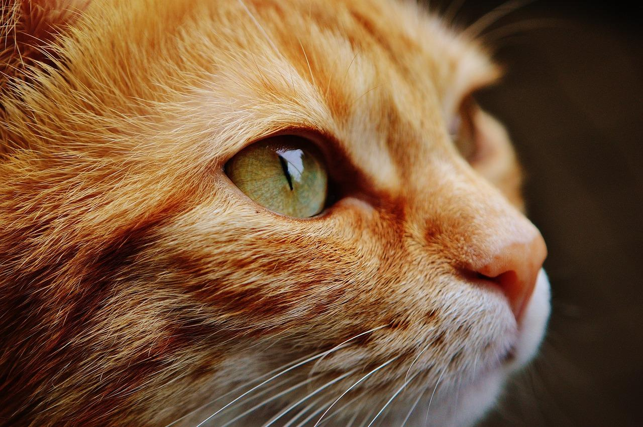 best hypoallergenic cat food options
