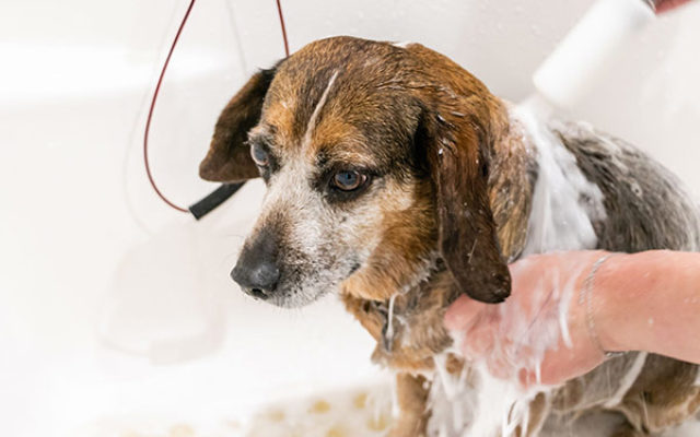 specialized dog wash services