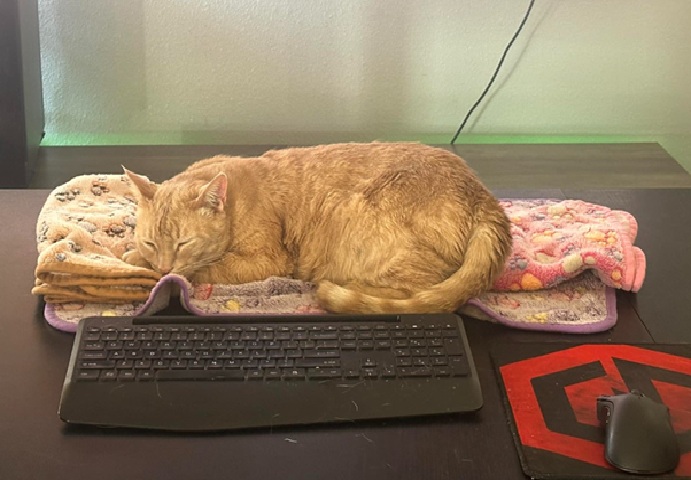 Protecting Your Tech from Your Kitty 