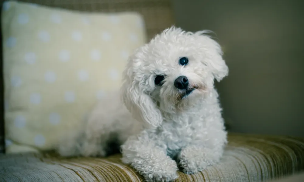 Maltese puppies