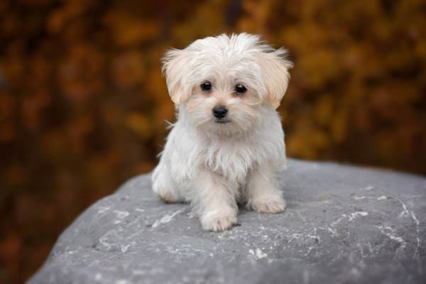 Maltese puppies